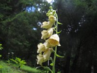 DIGITALIS GIALLA