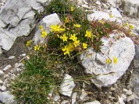 ELIANTEMO - HELIANTHEMUM  NUMMULARIUM