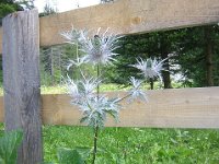 ERINGIO ALPINO - ERYNGIUM ALPINUM 1