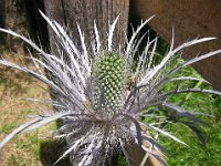ERINGIO ALPINO - ERYNGIUM ALPINUM 2