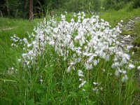 ERIOFORO 2 - ERIOPHORUM