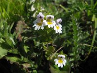 EUFRASIA DEI BOSCHI - EUPHRASIA NEMOROSA 1