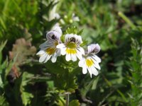 EUFRASIA DEI BOSCHI - EUPHRASIA NEMOROSA 2
