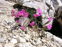 GAROFANINO DI MONTE - DIANTHUS DELTOIDES 1