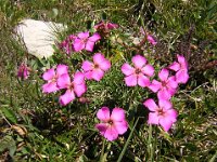 GAROFANINO DI MONTE - DIANTHUS DELTOIDES 2