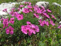 GAROFANINO DI MONTE