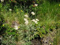 GENIPI - ARTEMISIA GENIPI