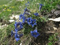 GENZIANA ALPINA 0