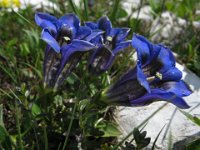 GENZIANA ALPINA 1