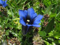 GENZIANA ALPINA 2