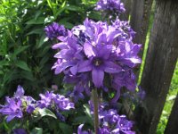 GENZIANA WULFENIA 2