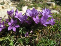 GENZIANELLA GERMANICA - GENTIANA GERMANICA 1 baldo