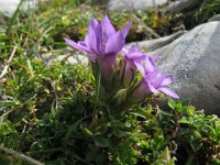 GENZIANELLA GERMANICA - GENTIANA GERMANICA 2