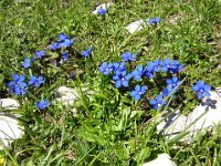 GENZIANELLE - GENZIANA VERNA