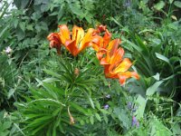 GIGLIO ROSSO - LILIUM CROCEUM 1