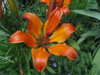 GIGLIO ROSSO - LILIUM CROCEUM 2