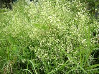 GIPSOFILA - VELO DA SPOSA - GYPSOPHILA