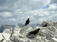 GRACCHI AL PICCO DI VALLANDRO