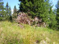 GRAMINACEA
