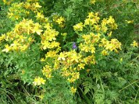 IPERICO - HIPERICUM PERFORATUM
