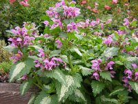 LAMIUM MACULATUM