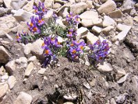LINARIA ALPINA