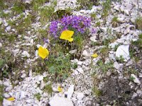 LINARIA ALPINA E PAPAVERO ALP