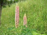 LUPINUS