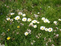 MARGHERITA  - LEUCANTHEMUM VULGARE