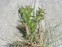 MELAMPIRO - MELAMPYRUM PRATENSE 1 scrofulacee