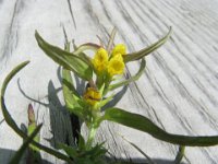 MELAMPIRO - MELAMPYRUM PRATENSE 2