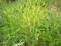 MELILOTO GIALLO
