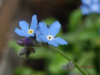 MIOSOTIDE -
