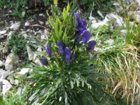 NAPELLO - ACONITUM NAPELLUS 1