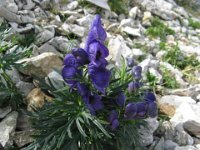 NAPELLO - ACONITUM NAPELLUS 2
