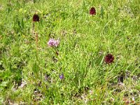 NEGRITELLA NIGRA 1