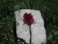 NEGRITELLA NIGRA 2