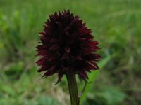 NEGRITELLA NIGRA 3