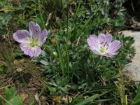 NEMOPHILA 1