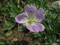 NEMOPHILA 2 M. BALDO