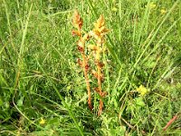 ORCHIDEA  NIDO DI UCCELLO - NEOTHIA NIDUS-AVIS