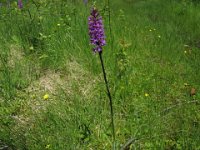 ORCHIDEA MACULATA 1