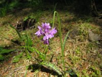 ORCHIDEA MACULATA 1B