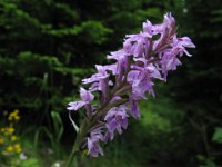 ORCHIDEA MACULATA 2