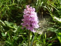 ORCHIDEA MACULATA 3