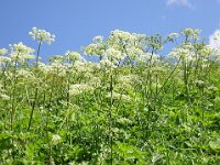 PANACE - HERACLEUM SPHONDYLIUM 1