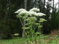 PANACE - HERACLEUM SPHONDYLIUM 2