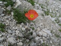 PAPAVERO ALPINO ROSSO 1 unico 3 cime