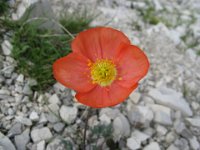 PAPAVERO ALPINO ROSSO 2