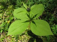 PARIS - PARIS QUADRIFOLIA 1